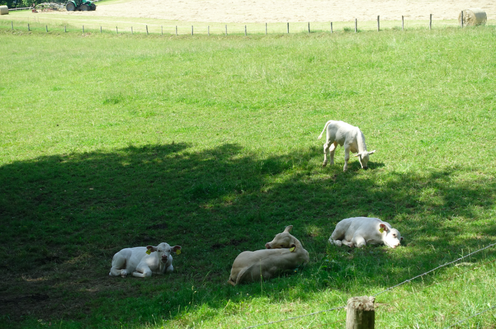 Alle suchen Schatten!
