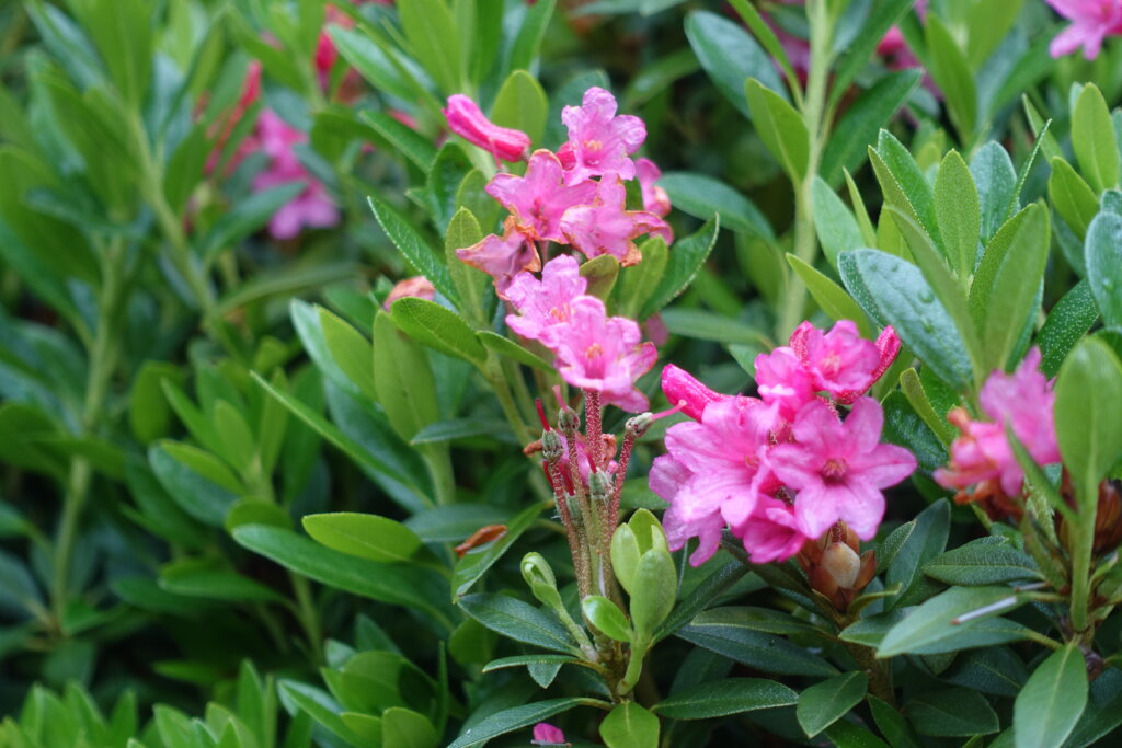 Alpenrosen in unserem Garten