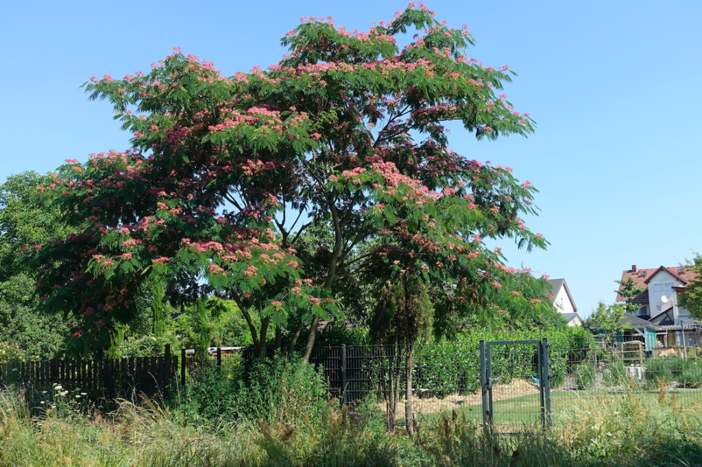 Blühender Persischer Seidenbaum im Maintal: Wunderschön, obwohl ein fremdländisches Gehölz