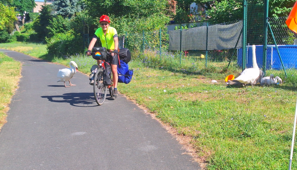 Muss Vater Schwan ausgerechnet auf der anderen Seite des Weges auf seine Familie aufpassen und harmlose Radfahrer angreifen?