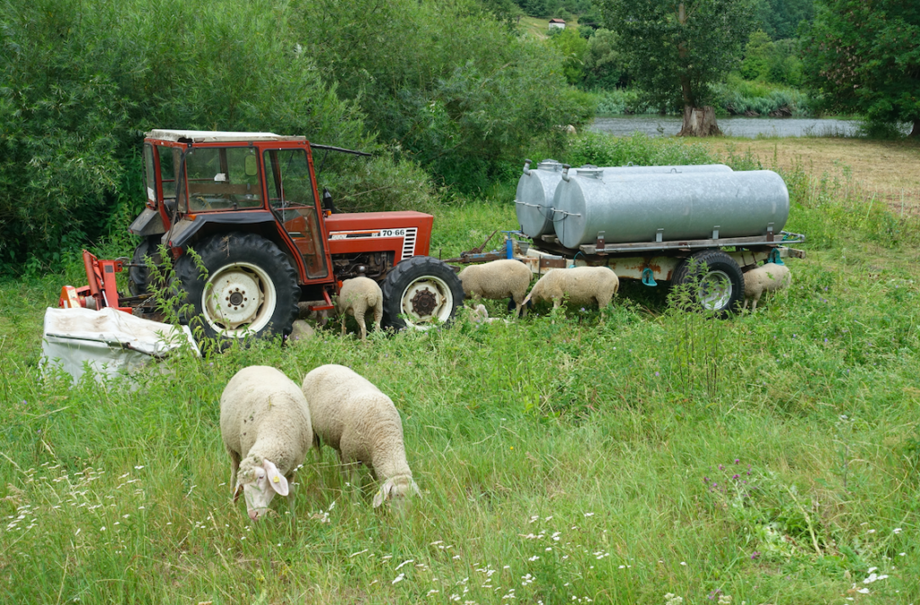 Ups: Die Schafe bewachen den Trecker?