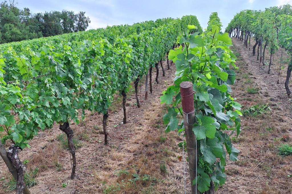 Blick in die Weinberge
