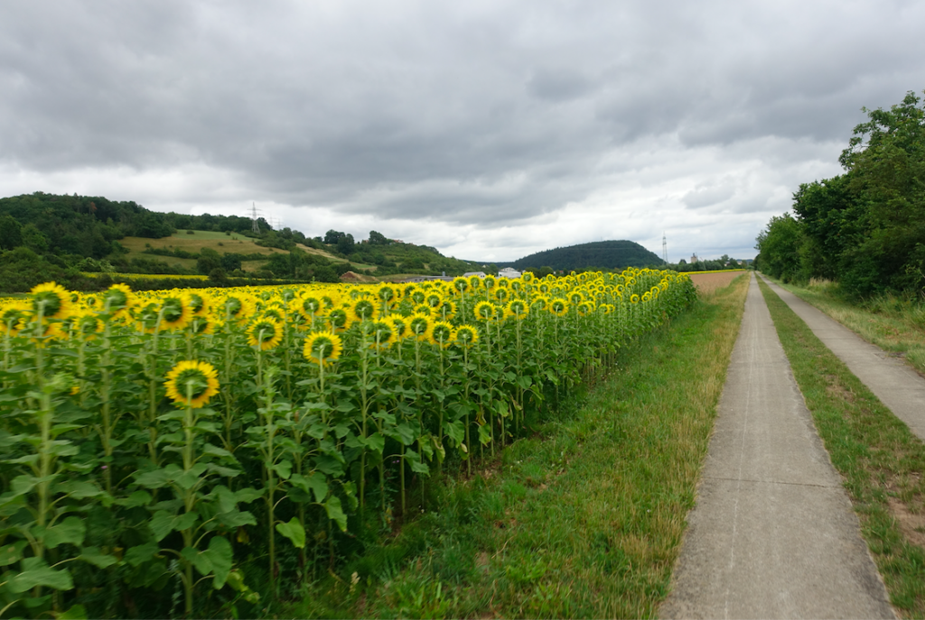 Heute war der Tag der Sonnenblumen