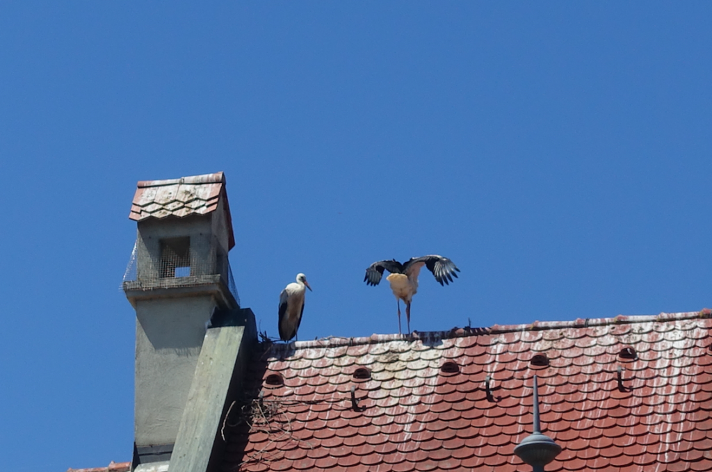 Störche auf einem Dach in Höchstadt/Aisch