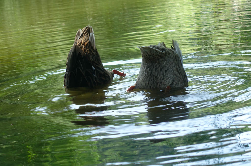 … Schwänzchen in die Höh´