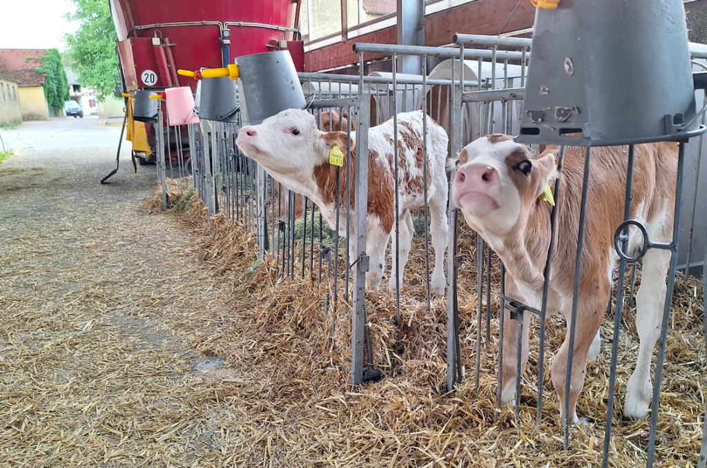 Die ganz Kleinen sortiert nach Geburtsdatum. Das jüngste wurde am 4. Juli geboren.