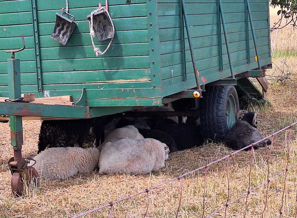 Schattenspendender Schäferwagen