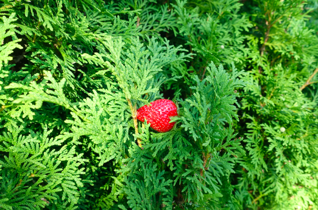 Erdbeeren in der Thujahecke? Wer steckt dahinter? Da wird Frank schwach!