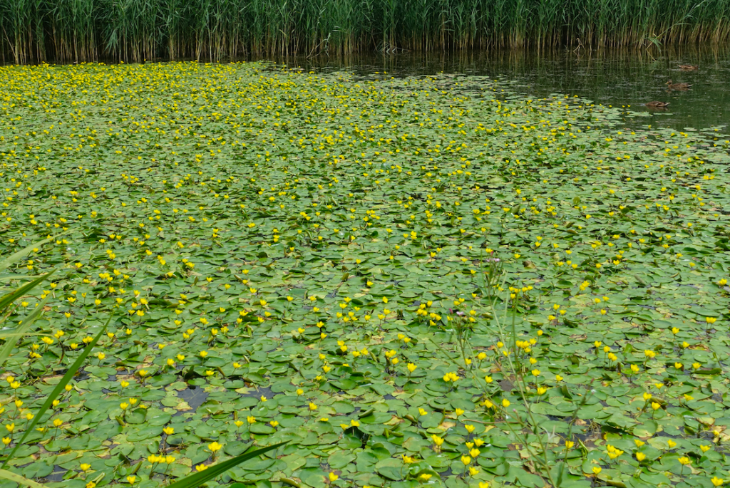 Teppich mit kleinen Teichrosen auf einem Altarm der Donau