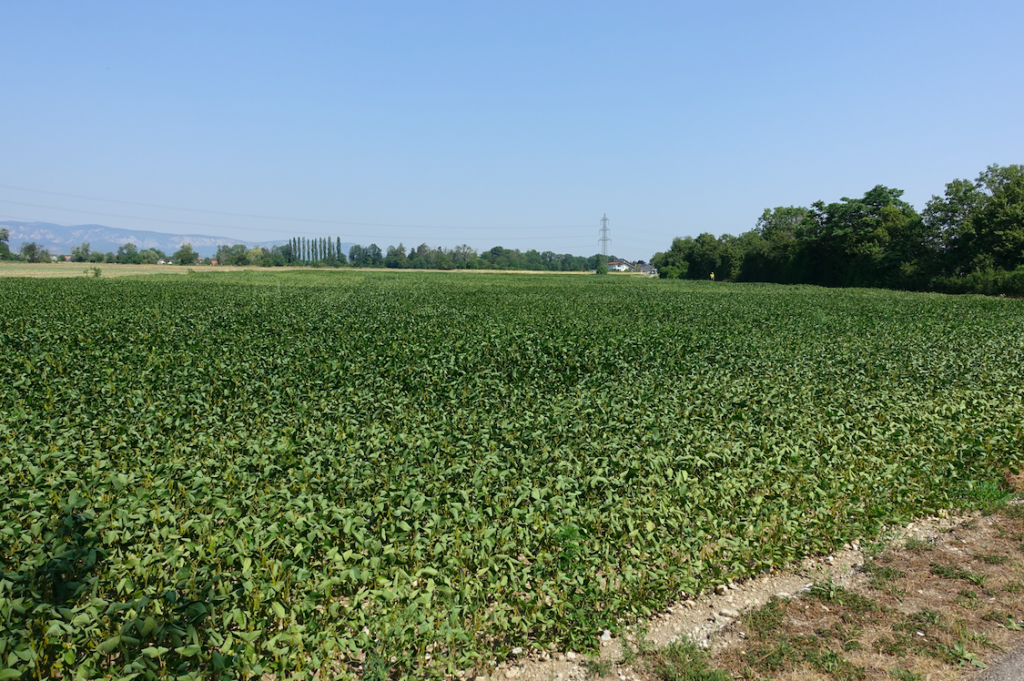 Im Osten die Pannonische Tiefebene
