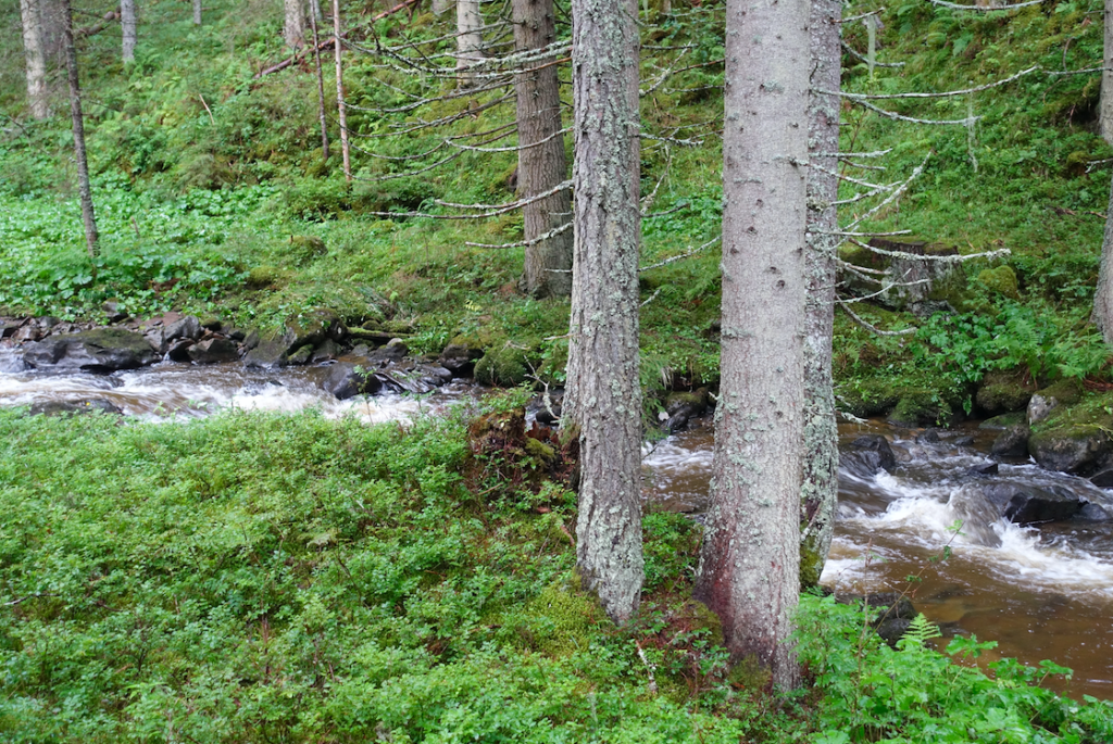 Wildbach, Heidelbeeren und Fichten: Wie in Schweden