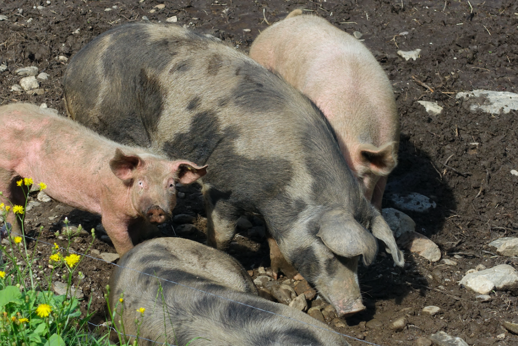 Schweine am Straßenrand