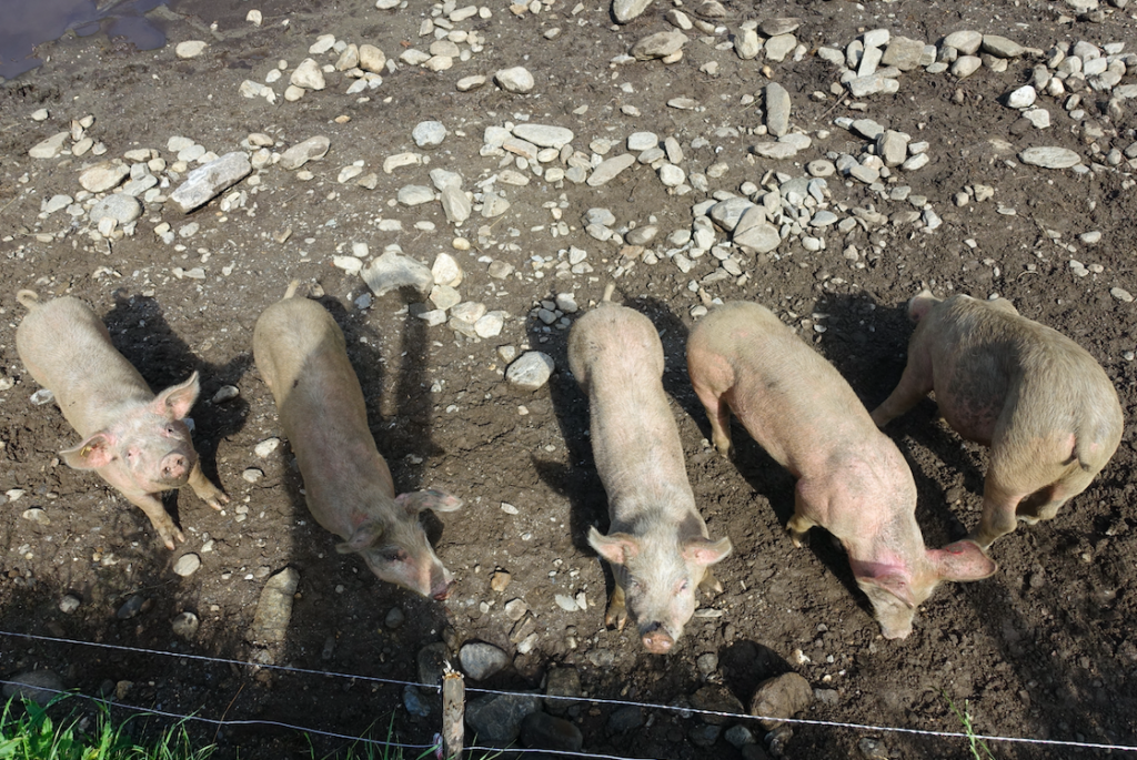 … und neugierige Ferkel