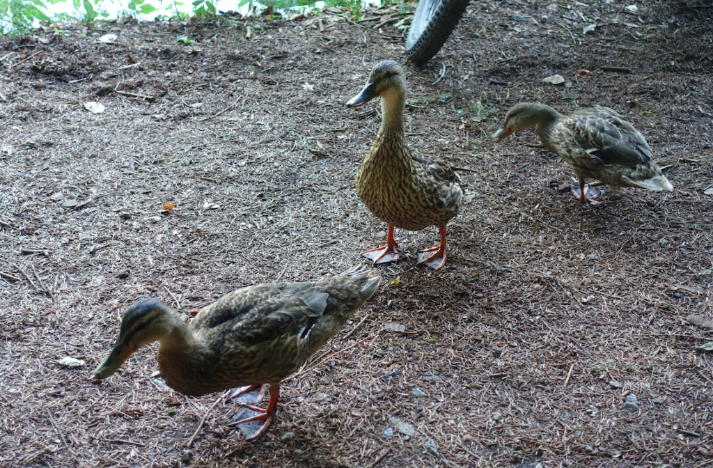 Wir bekommen Besuch am Pausenplatz