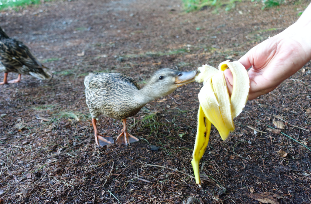 Mal was anderes als das ungesunde Brot (kann für Enten tödlich sein!)
