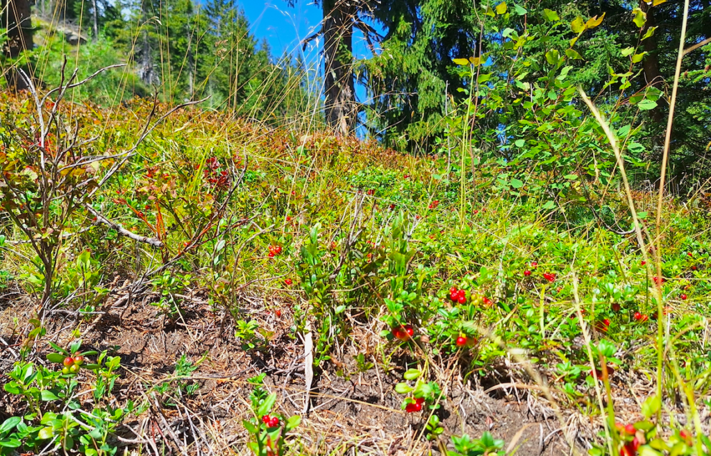 Preiselbeeren gab es auch in Hülle und Fülle