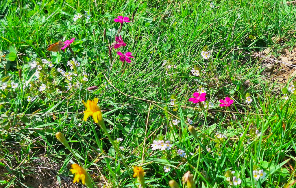 Blumenwiesen noch und nöcher