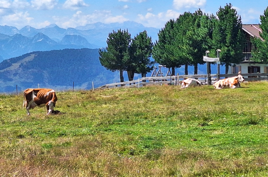 Hier geschah es – zwei Kälber wurden heute geboren …