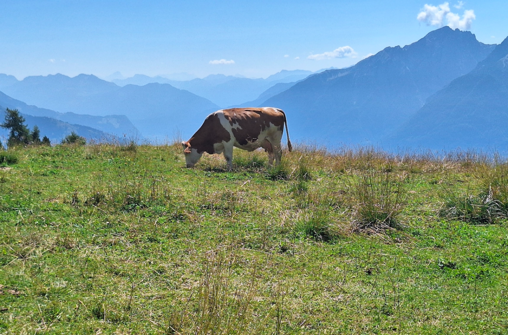 Almwiese mit Kuh auf dem Zetterfeld