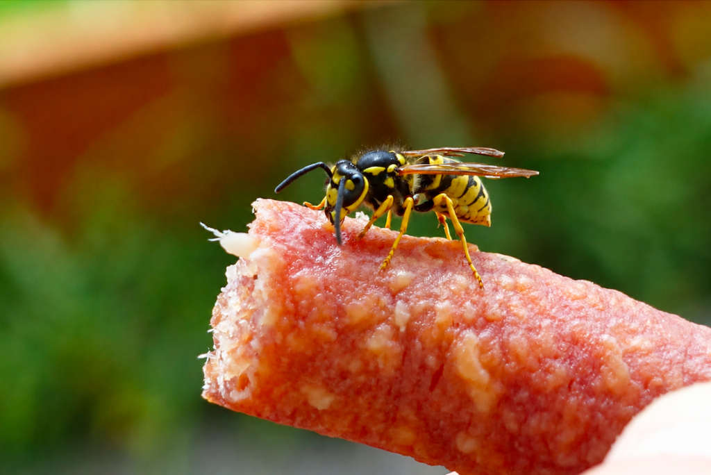 Es gibt viele Gründe, keine (oder nur sehr wenig) Wurst zu essen. Diese häufigen Pausengäste sehen das anders