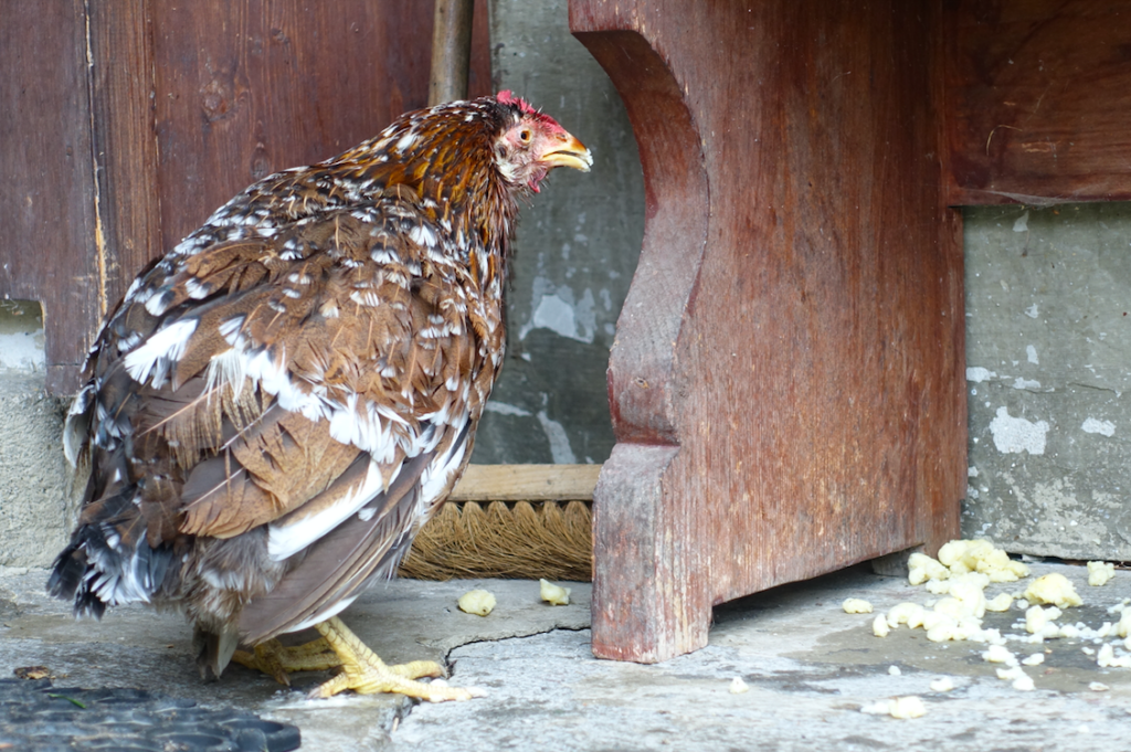 Das kranke, handzahme Huhn der Pension