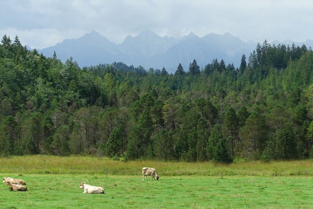 … (da dürfte auch die Zugspitze bei sein)