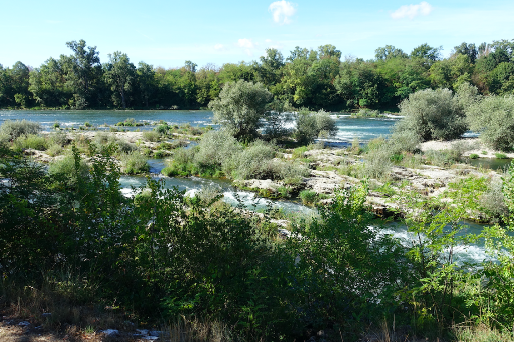 Wilder, renaturierter Oberrhein: sehr schön!