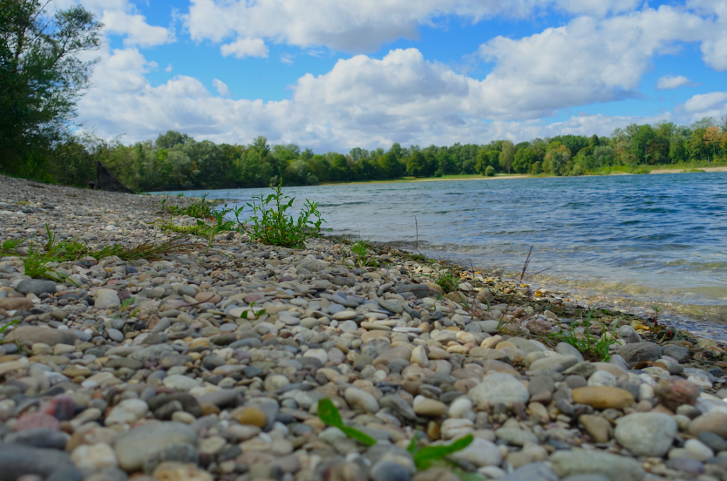 Typisch Rhein, auch schon hier