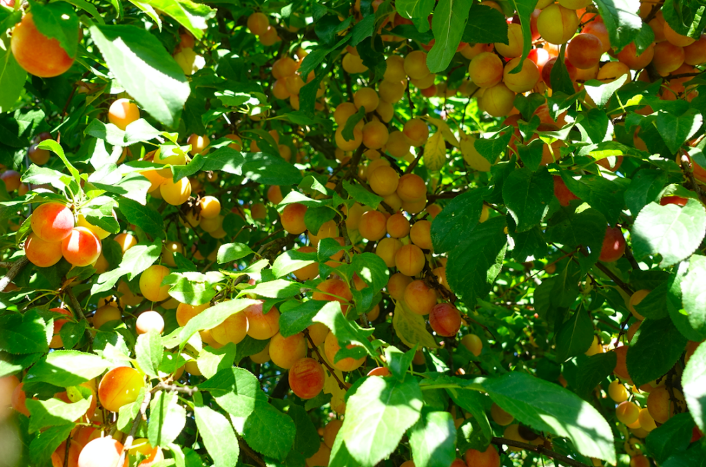 Blick in einen Mirabellenbaum – Überall Obst ohne Ende