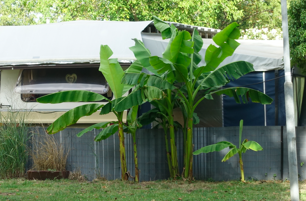 Hier in der Gegend – auch auf dem Campingplatz – passt man sich offenbar schon an den Klimawandel an: Bananenstauden allerorten