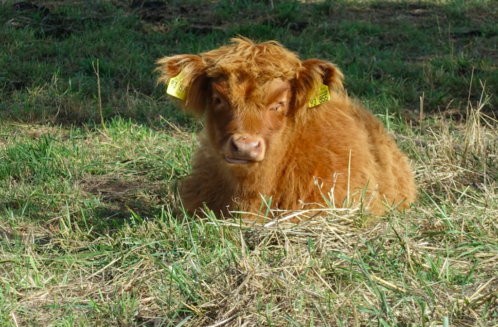 … so was von knuffig, oder?
