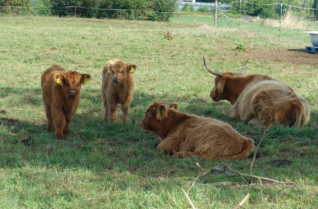 Das war eine nette kurze Pause bei den Highlands…