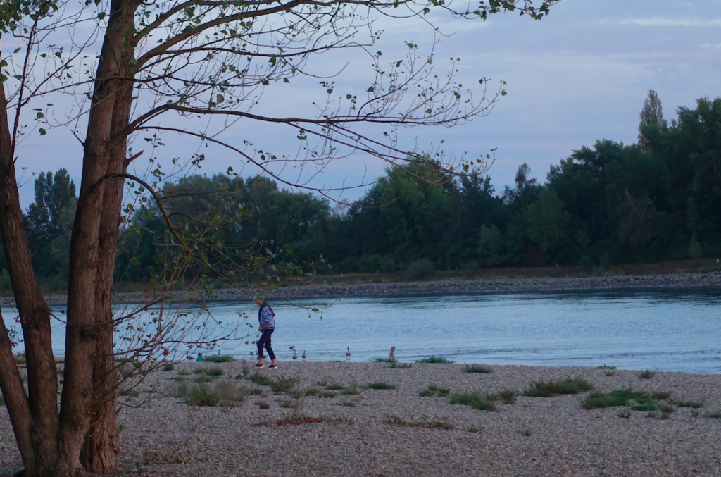 Gleich hinter dem Campingplatz Mannheim Strandbad ist ein schöner Rheinstrand