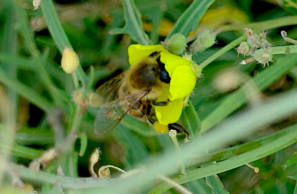 … Andere Bienen begnügen sich mit Pollen :-)