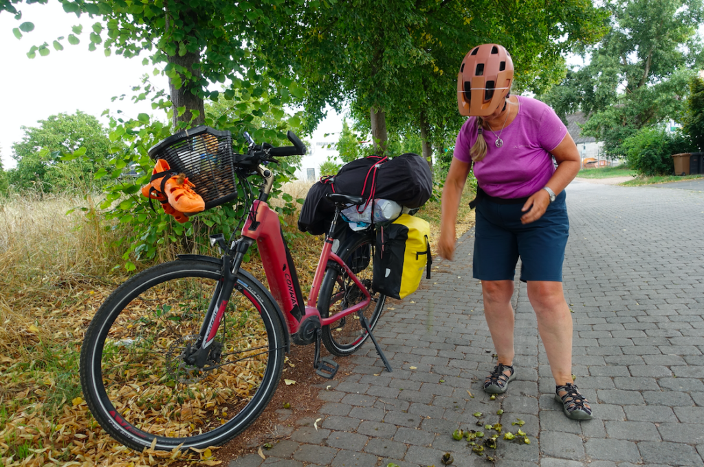 Freilegen der Walnüsse: Am besten kräftig auf die Straße werfen, dann platzt die grüne Schale ab