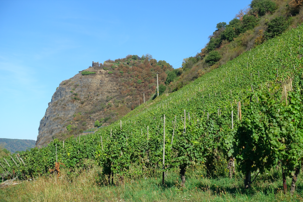 Burgruine Hammerstein auf dem mächtigen Felsen war schon vom Camping Leutesdorf aus zu sehen